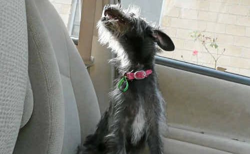 No brainer: People should leave dogs at home if they intend to leave them unattended in their car. No brainer: People should leave dogs at home if they intend to leave them unattended in their car.